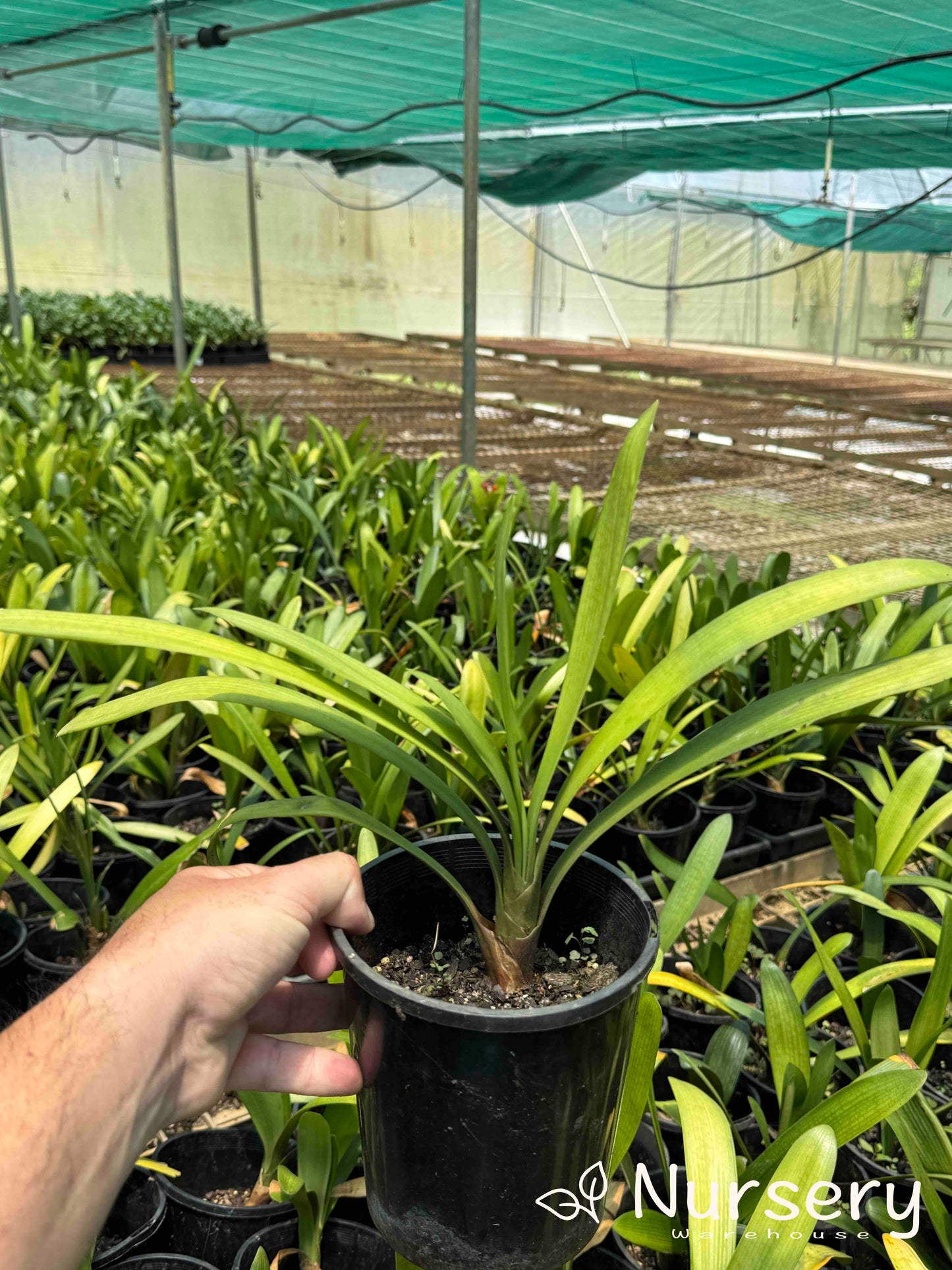 Clivia × hybrida 'Belgian Hybrid' (Belgian Hybrid Clivia | end of batch)