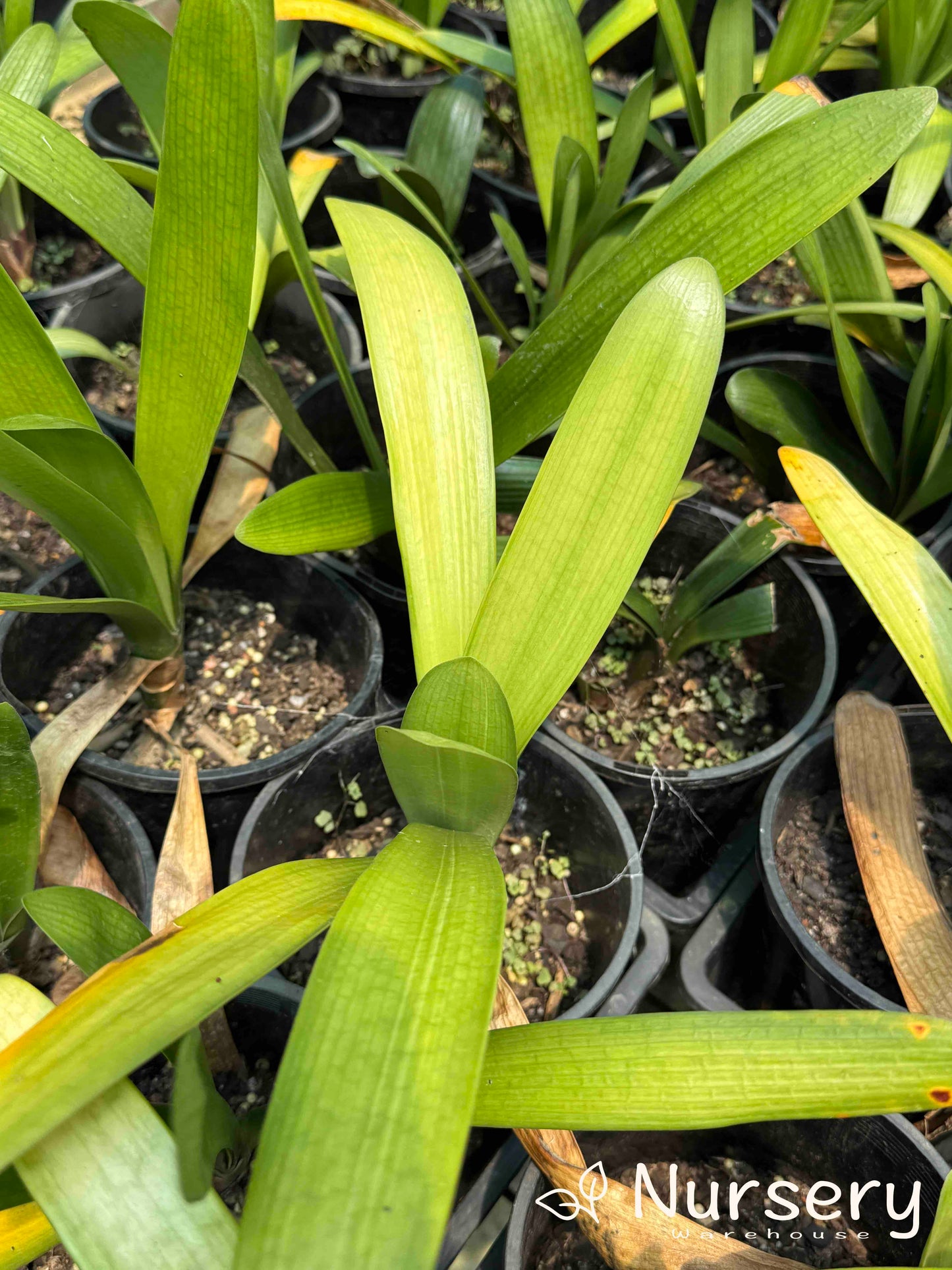 Clivia × hybrida 'Belgian Hybrid' (Belgian Hybrid Clivia | end of batch)