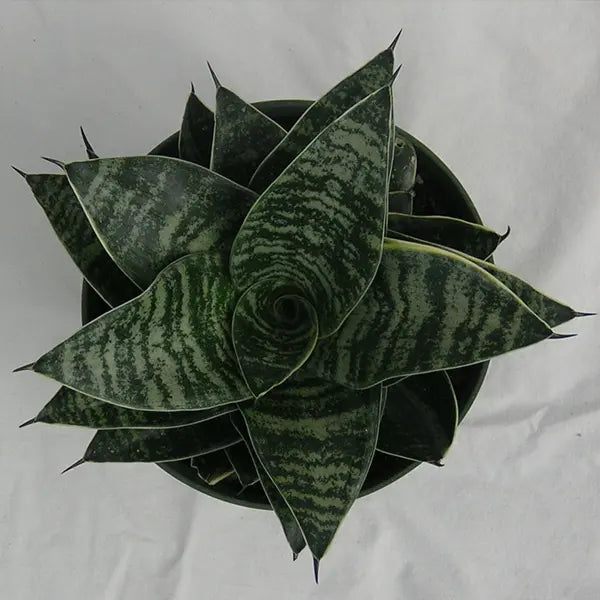 Sansevieria trifasciata 'Robusta' (Robusta / Snake Plant)