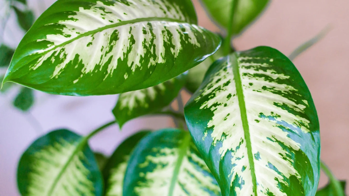 Dieffenbachia Maculata 'Tropical Tiki' (Tropical Tiki)