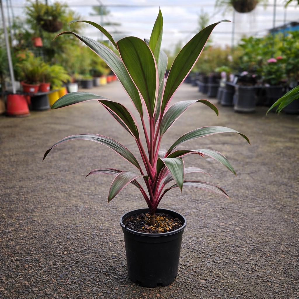Cordyline Fruticosa ‘Pink Diamond’ (Pink Diamond Ti Plant)