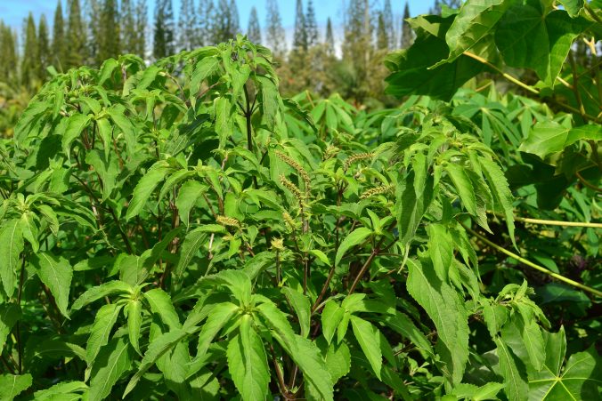 Ocimum Gratissimum (Perennial Basil)