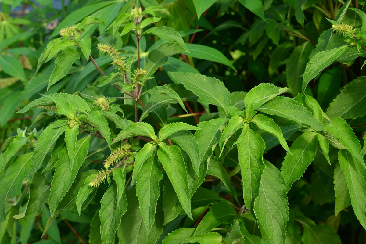Ocimum Gratissimum (Perennial Basil)