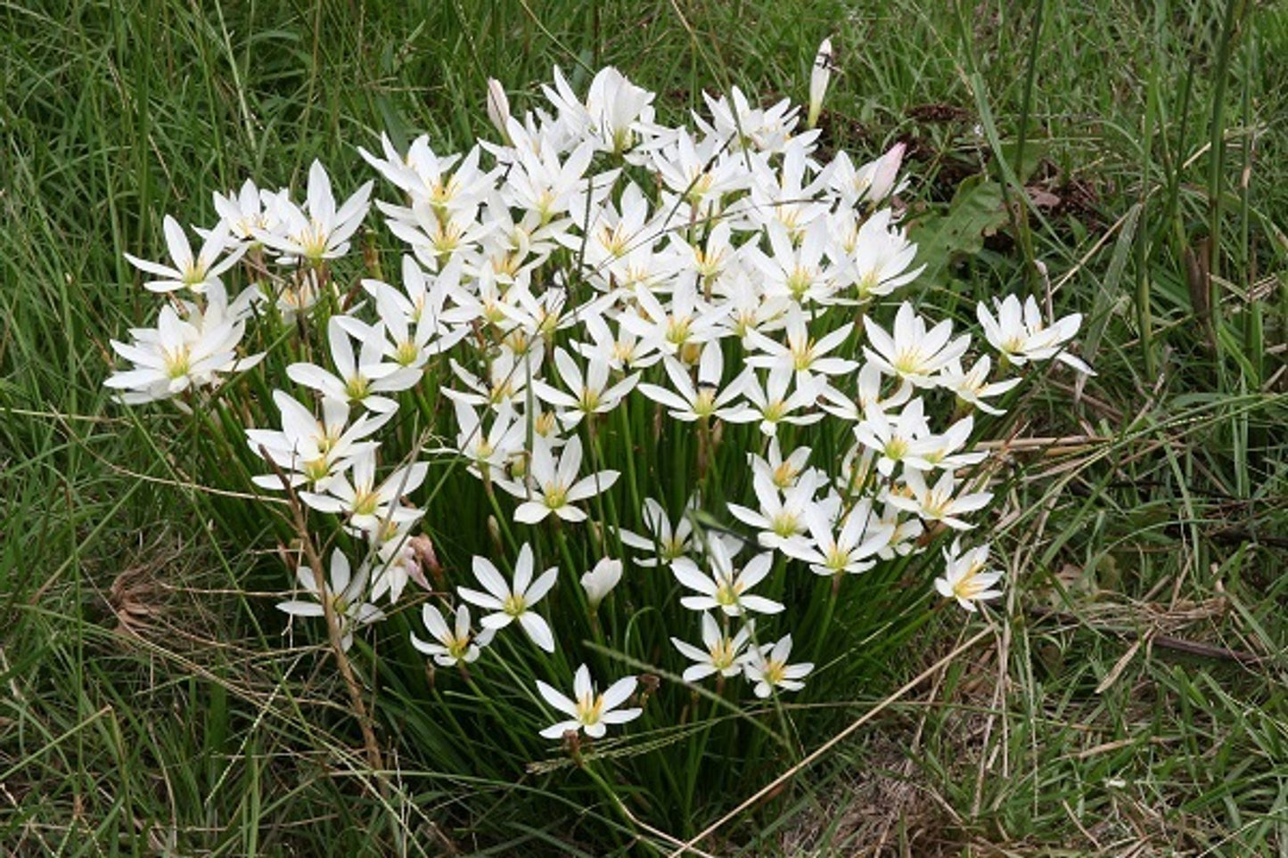 Zephyranthes candida (White Rain Lily)