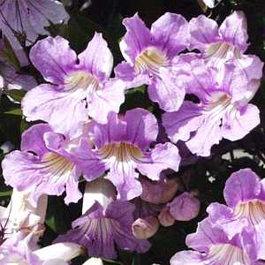 Clytostoma callistegioides (Lavender Trumpet Vine)