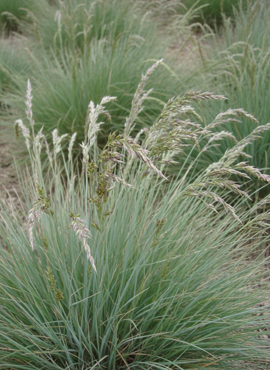 Poa Poiformis Var. Poiformis (Coastal Tussock Grass)