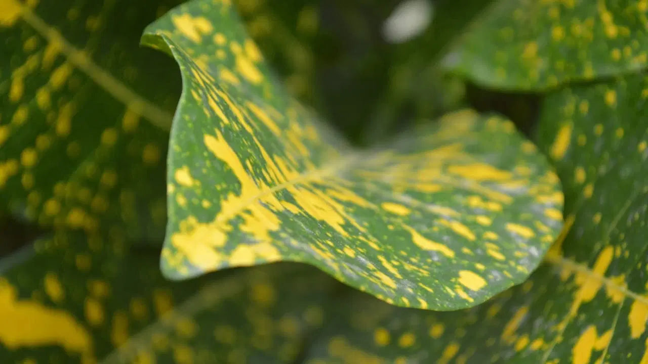Codiaeum variegatum ‘Gold Dust’ (Croton)