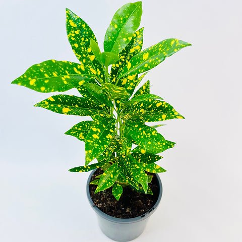 Codiaeum Variegatum ‘Mad Painter’ (Croton)