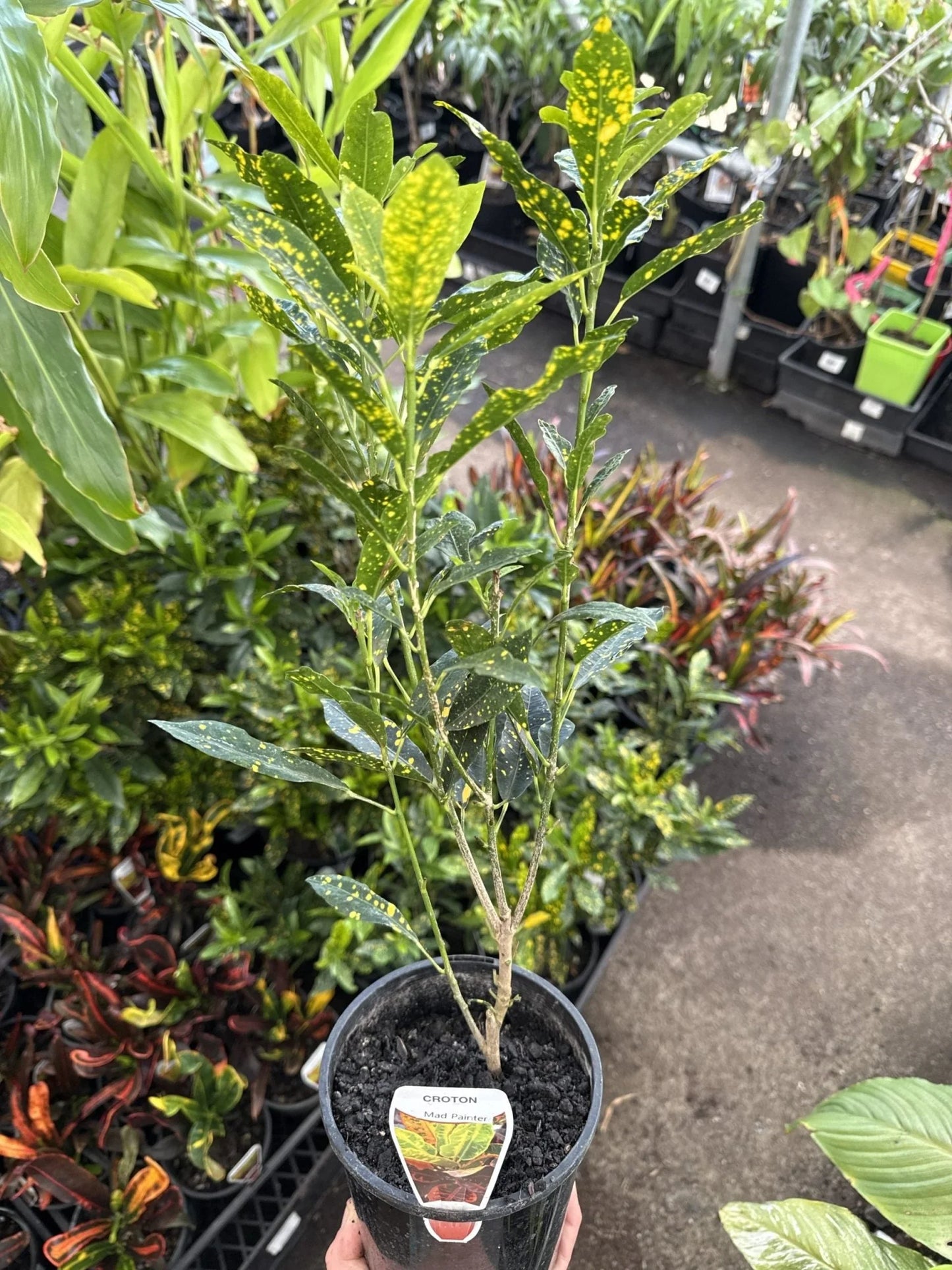 Codiaeum Variegatum ‘Mad Painter’ (Croton)