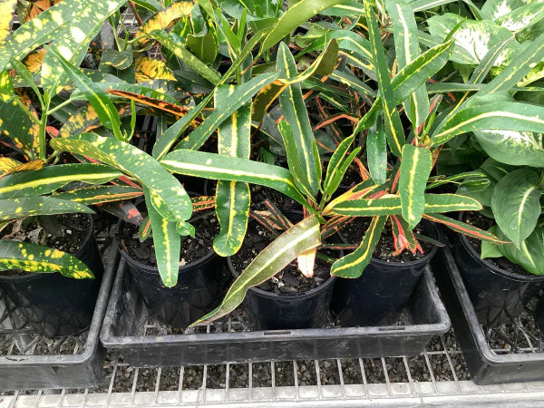 Codiaeum Variegatum ‘Mad Painter’ (Croton)