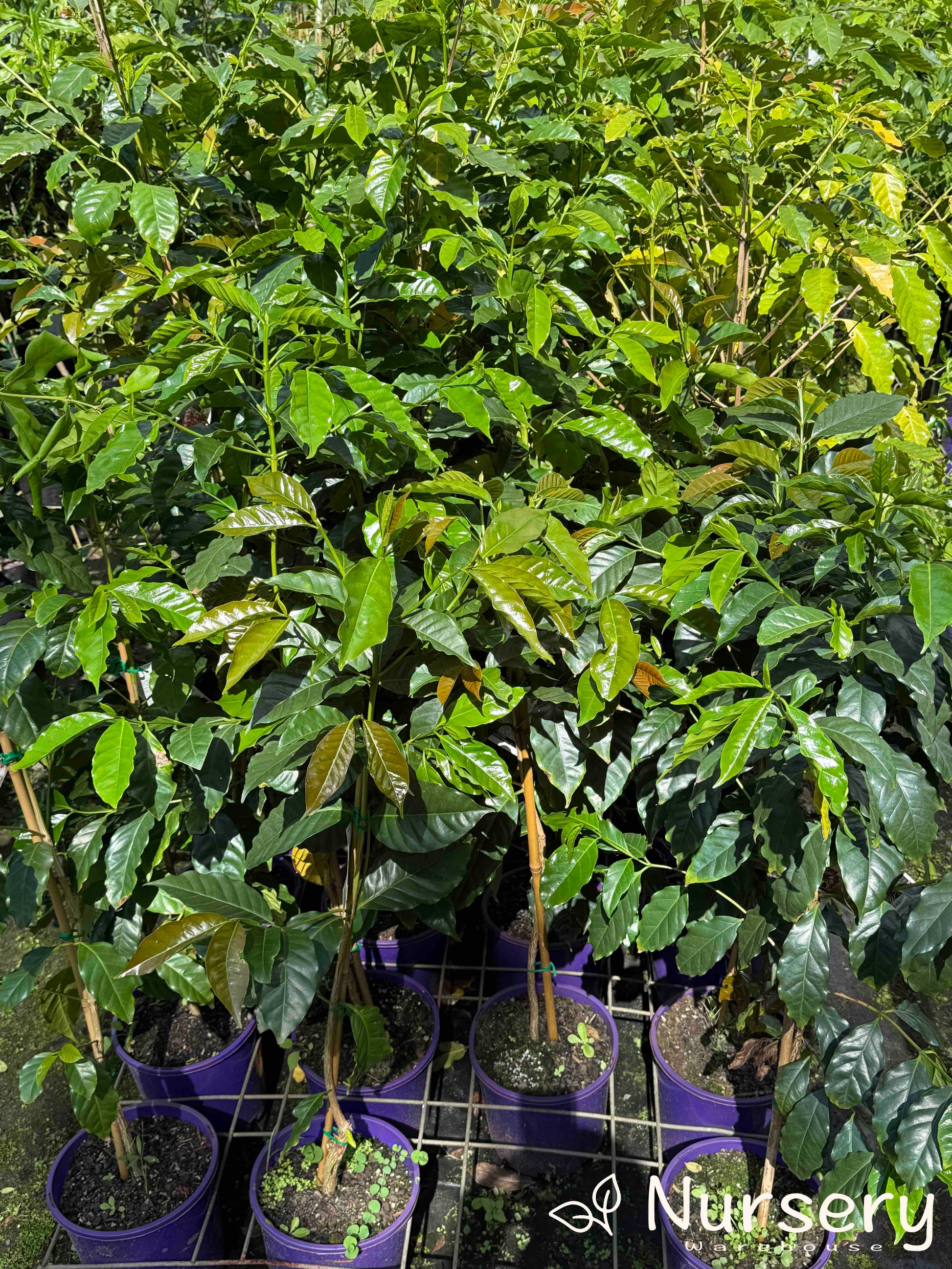 indoor arabica coffee plant Coffea Arabica (Arabian Coffee) – Lush Indoor Plant with Fragrant Flowers
