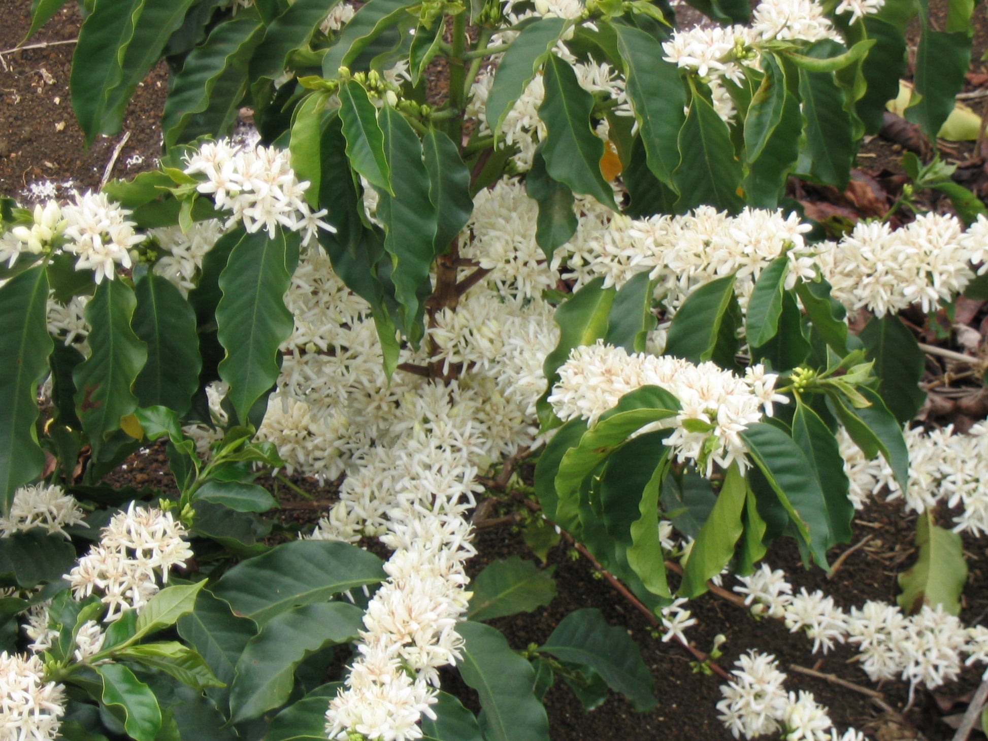Close-up of Coffea Arabica with delicate white flowers in bloom, showcasing its ornamental beauty and fragrant petals.