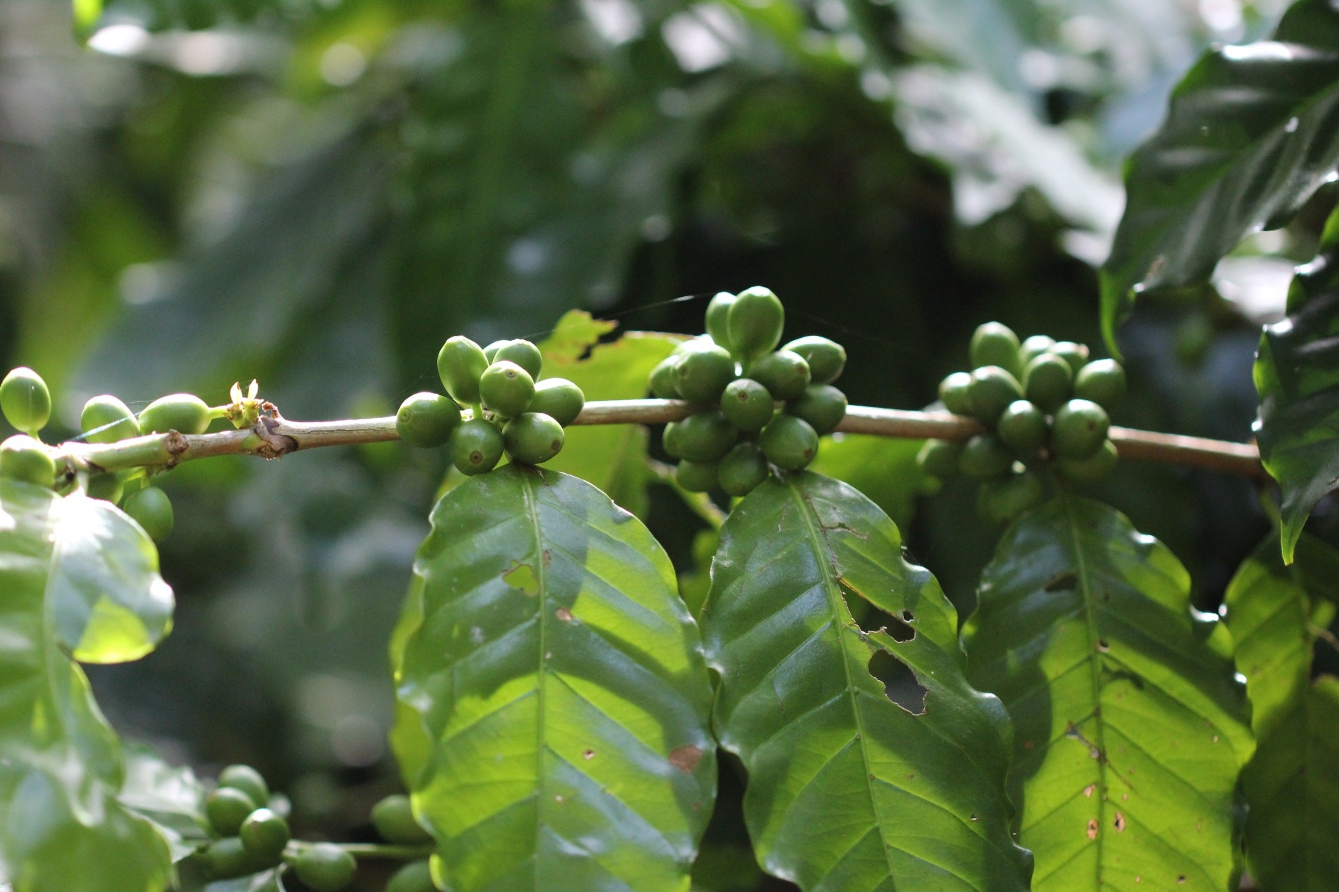 Close-up of Coffea Arabica beans on the plant, highlighting the rich green fruit before harvest.