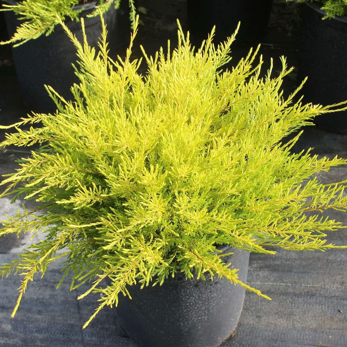 Coleonema Pulchellum 'Sunset Gold' (Dwarf Gold Breath Of Heaven)