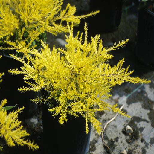 Coleonema Pulchellum 'Sunset Gold' (Dwarf Gold Breath Of Heaven)