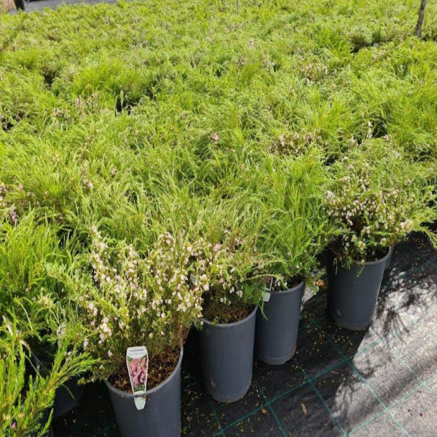 Coleonema Compactum (Compact Diosma)