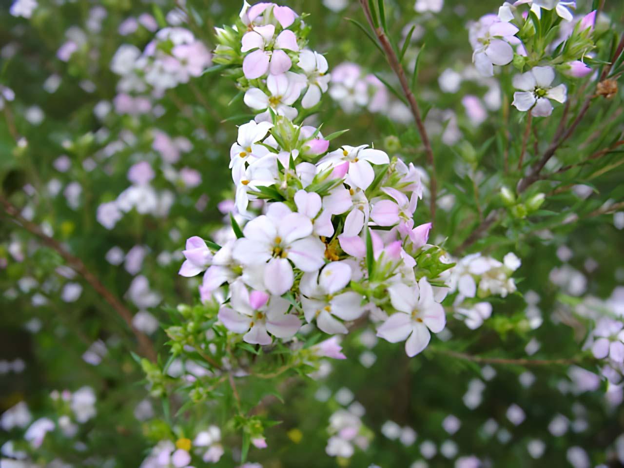 Coleonema Compactum (Compact Diosma)