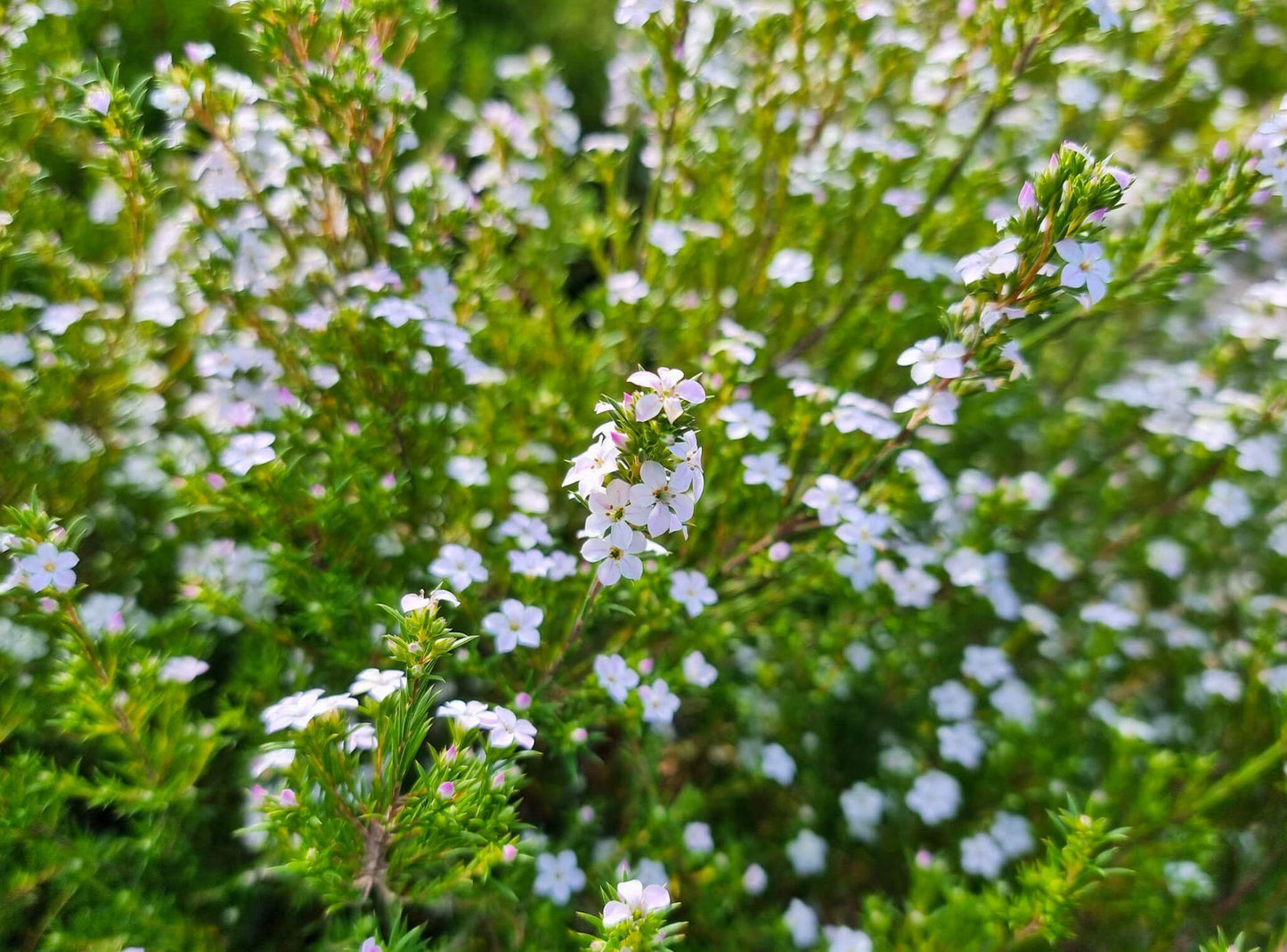 Coleonema Compactum (Compact Diosma)