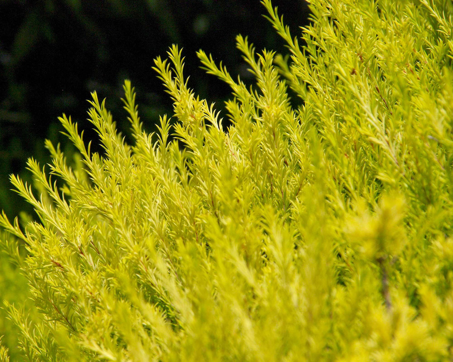Coleonema Pulchellum ‘Aurea’ (Golden Diosma)