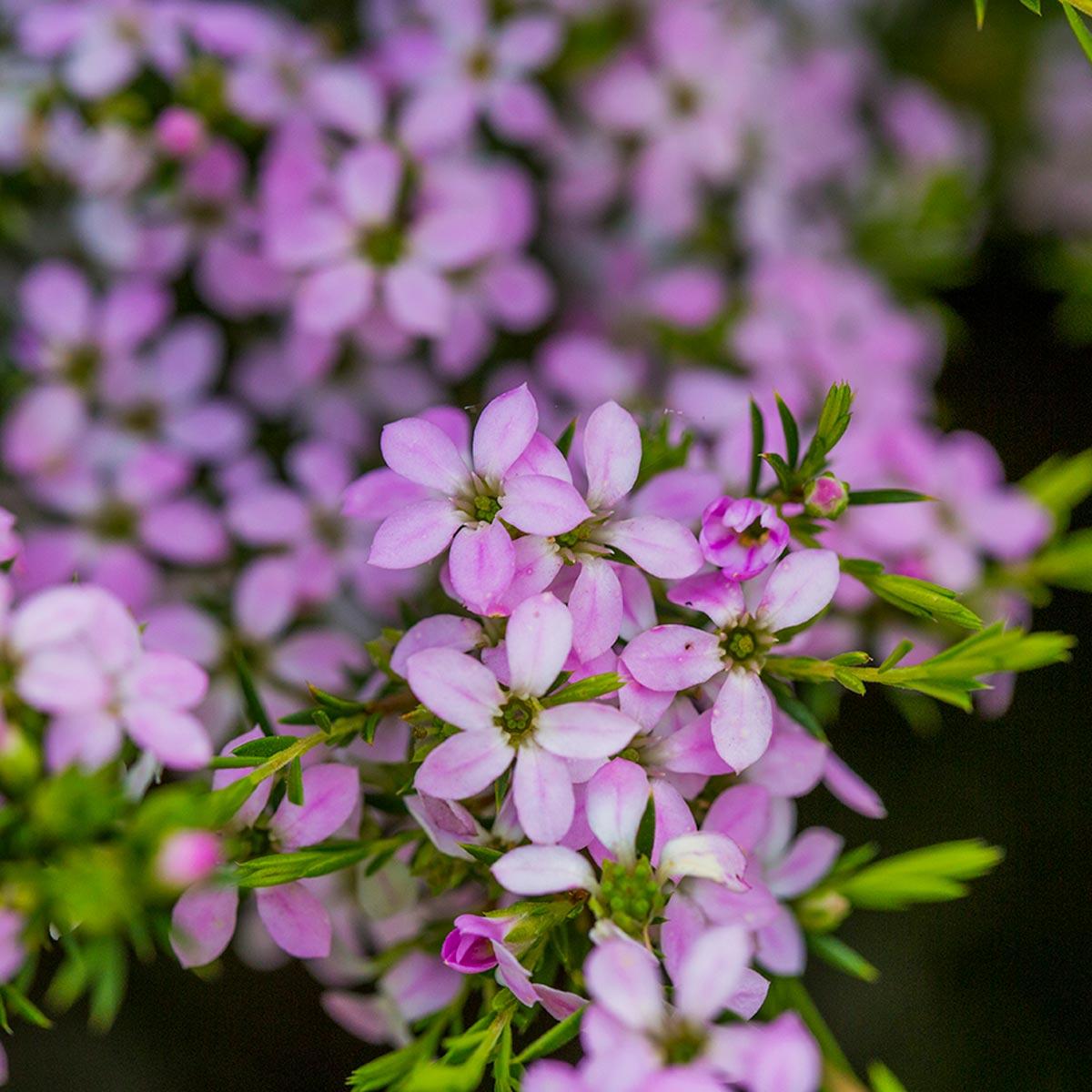 Coleonema Pulchellum ‘Aurea’ (Golden Diosma)