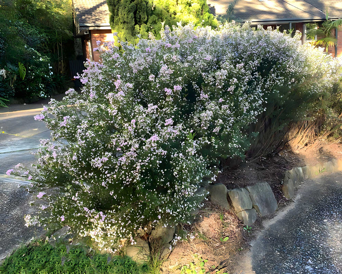 Coleonema Pulchellum ‘Dwarf Pink’ (Dwarf Pink Diosma)
