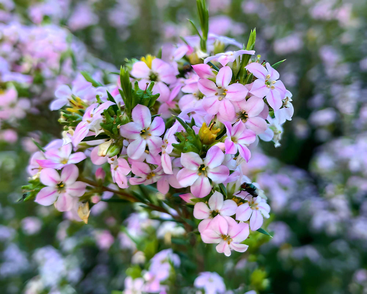 Coleonema Pulchellum ‘Dwarf Pink’ (Dwarf Pink Diosma)