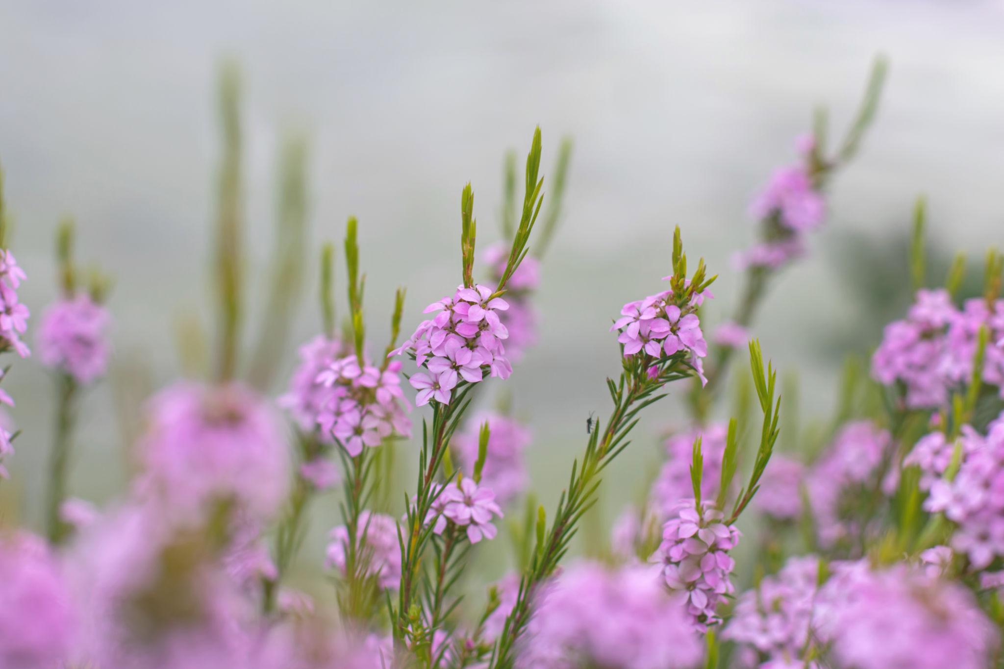 Coleonema Pulchellum ‘Dwarf Pink’ (Dwarf Pink Diosma)