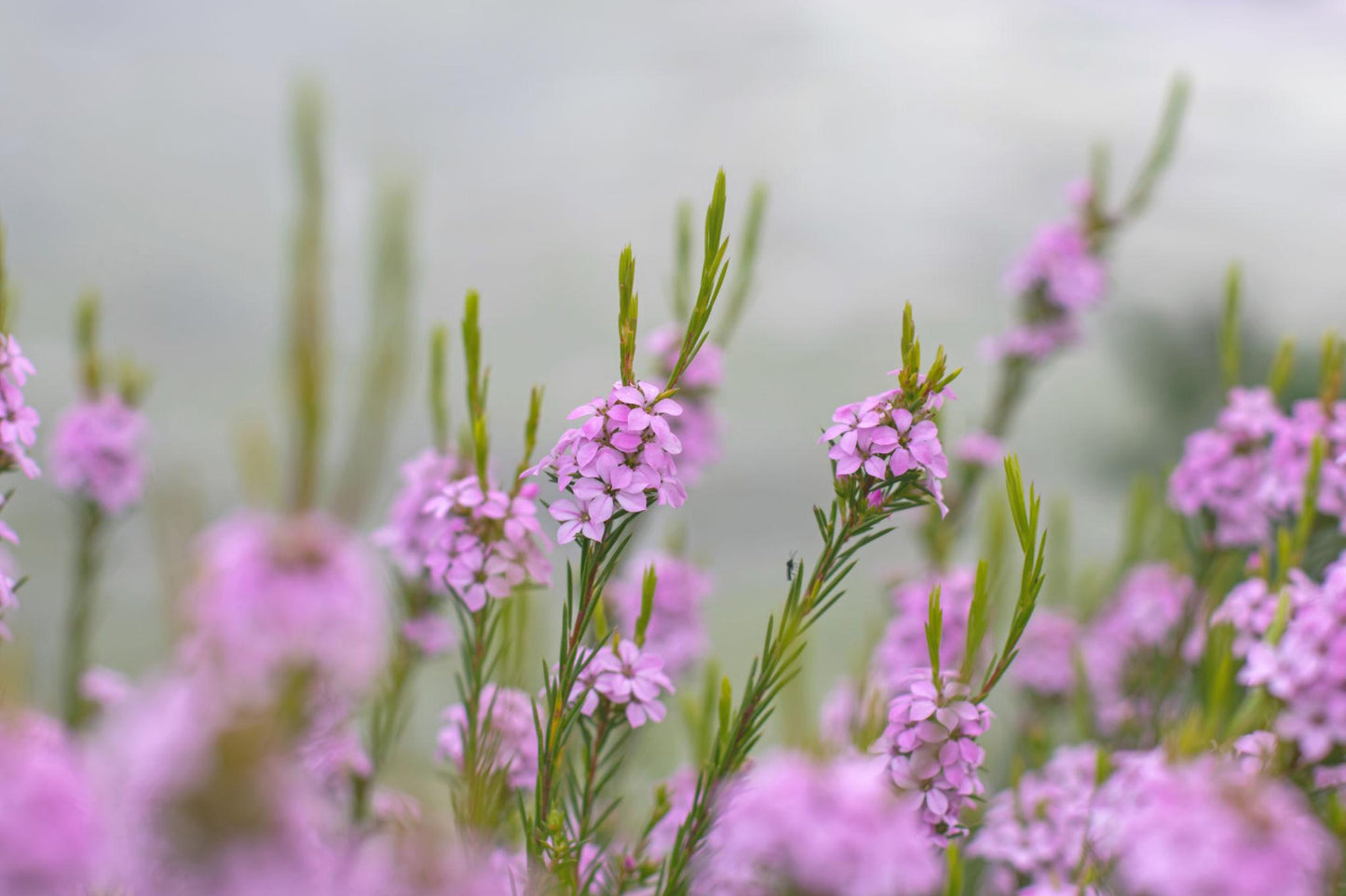 Coleonema Pulchellum ‘Dwarf Pink’ (Dwarf Pink Diosma)