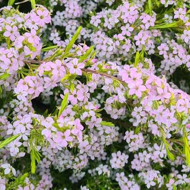 Coleonema Pulchellum (Pink) CLEARANCE