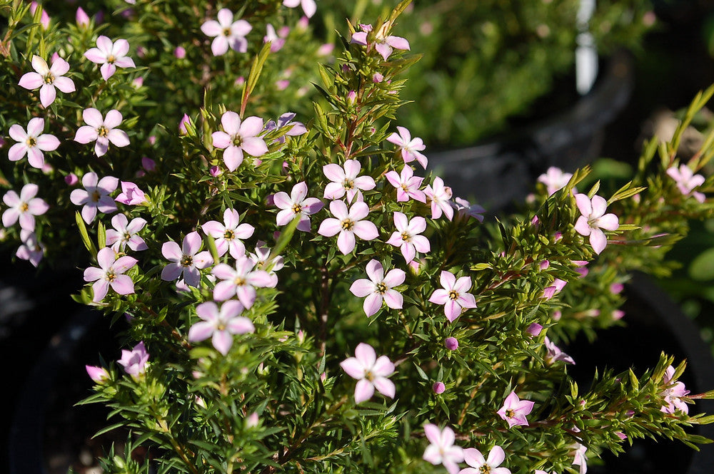 Coleonema Pulchellum 'Pink' (Pink Diosma)