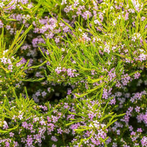 Coleonema Pulchellum 'Pink' (Pink Diosma)