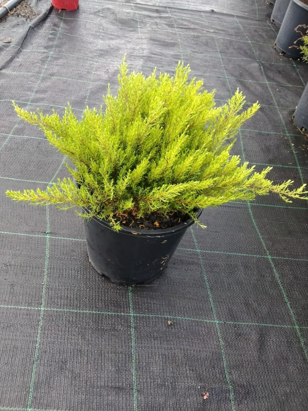 Coleonema Album (White Confetti Bush)
