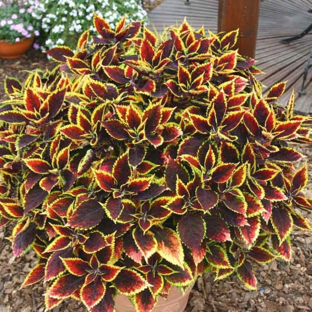 Coleus Scutellarioides ‘Daintree’ (Coleus)