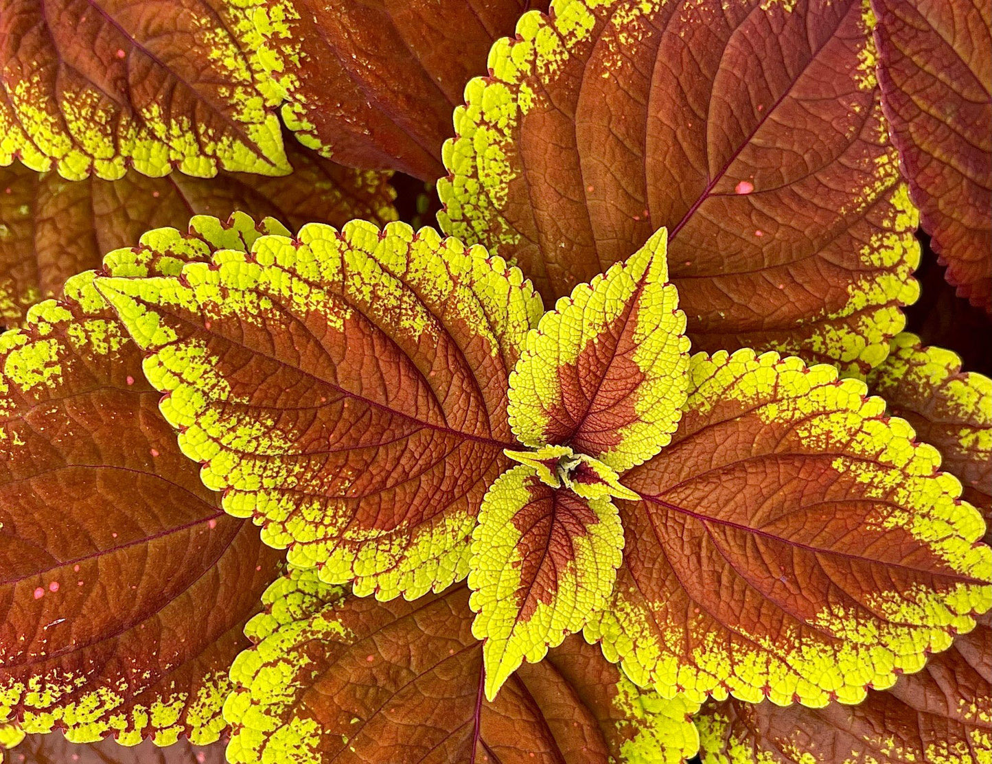 Coleus Scutellarioides ‘Daintree’ (Coleus)