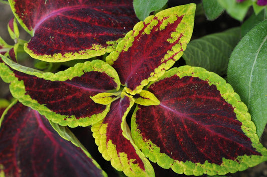 Coleus Scutellarioides ‘Daintree’ (Coleus)