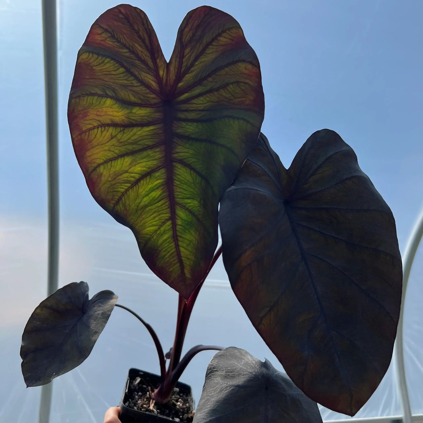 Colocasia esculenta ‘Black Magic’ (Black Magic Elephant Ear)