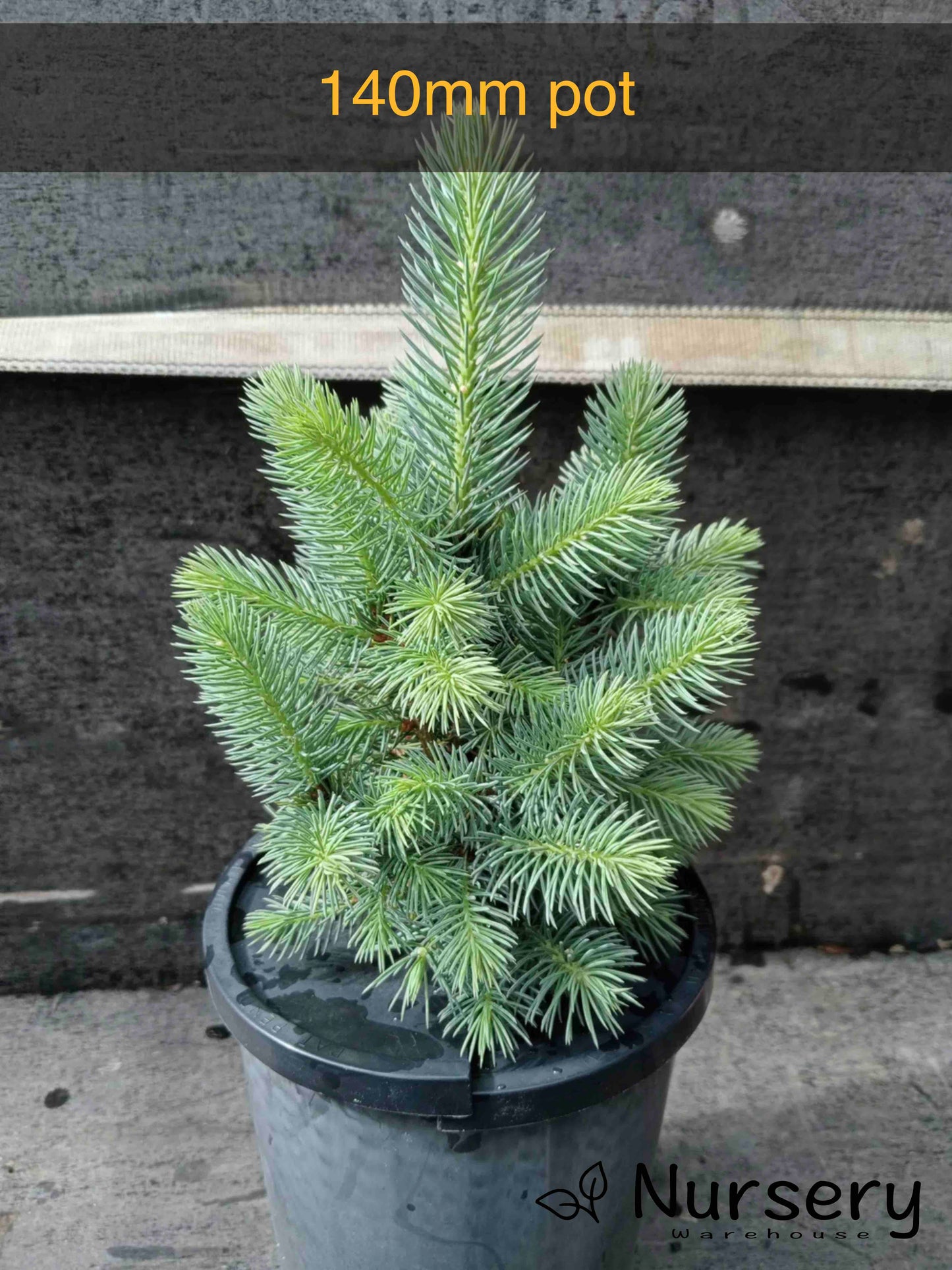 Picea Pungens (Colorado Blue Spruce)