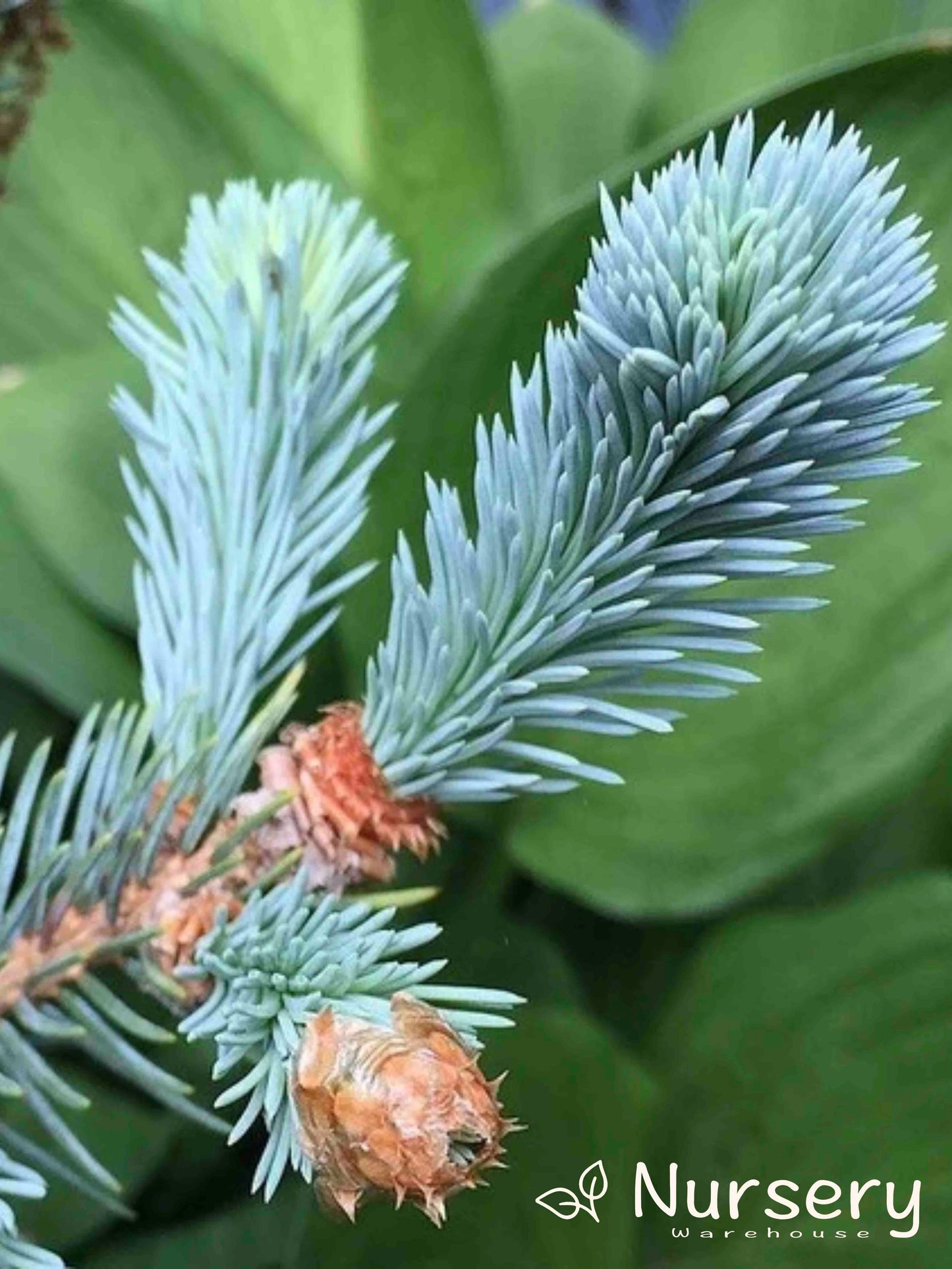 Picea Pungens (Colorado Blue Spruce)