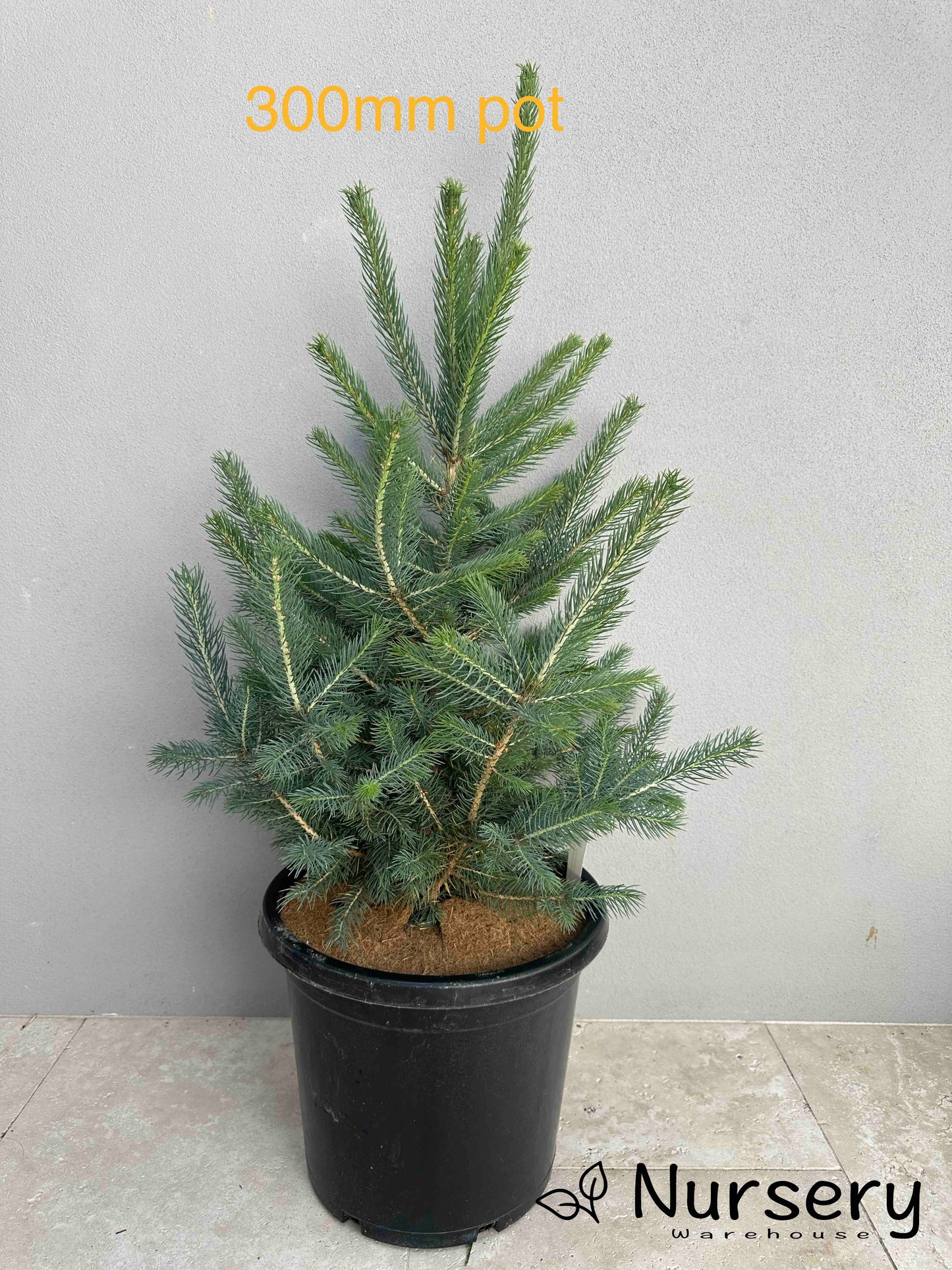 Picea Pungens (Colorado Blue Spruce)