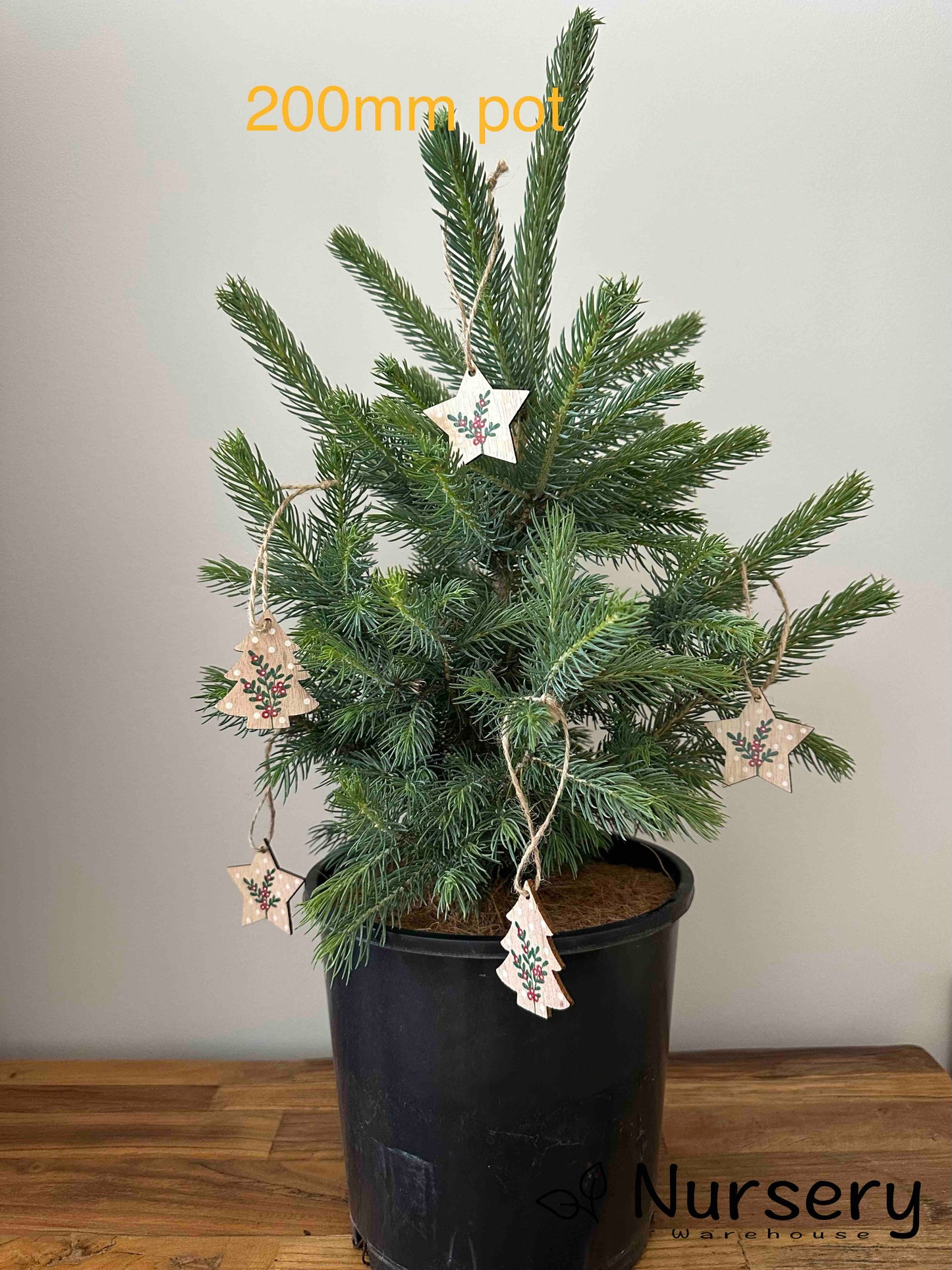 Picea Pungens (Colorado Blue Spruce)