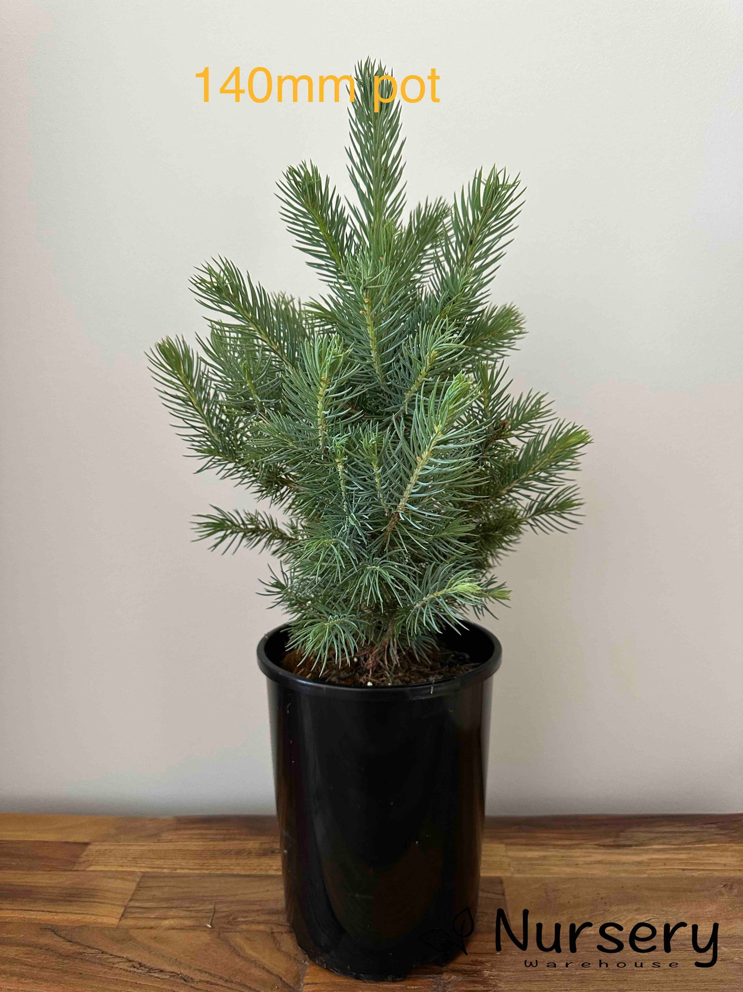 Picea Pungens (Colorado Blue Spruce)