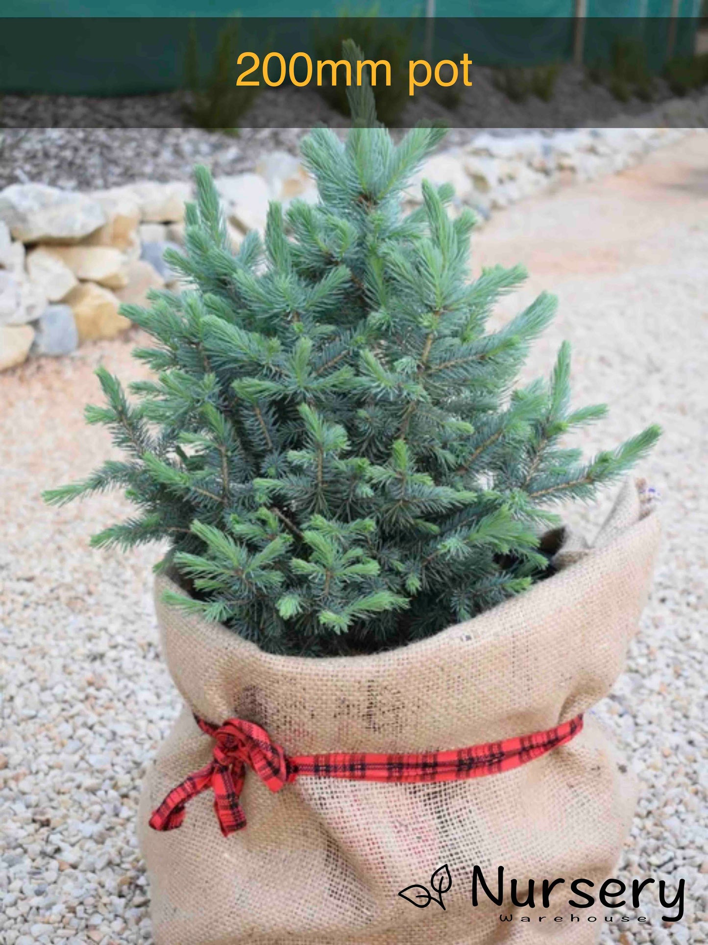 Picea Pungens (Colorado Blue Spruce)