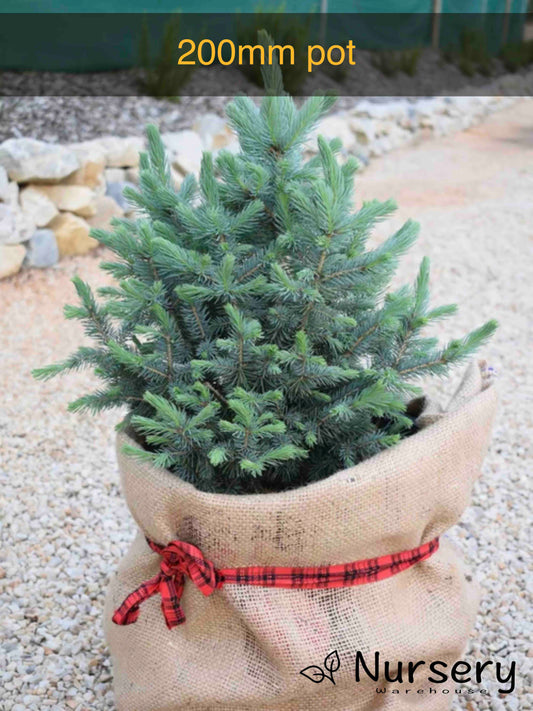 Picea Pungens (Colorado Blue Spruce)