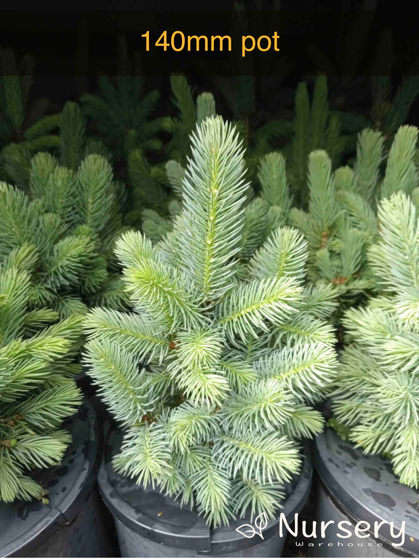 Picea Pungens (Colorado Blue Spruce)