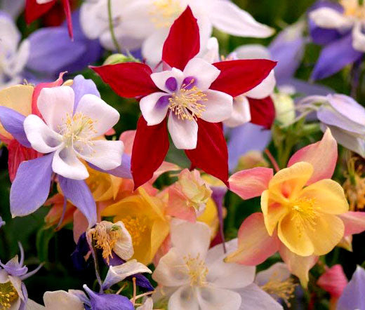 Aquilegia × Hybrida ‘McKana Giants’ (McKana Giants Columbine)