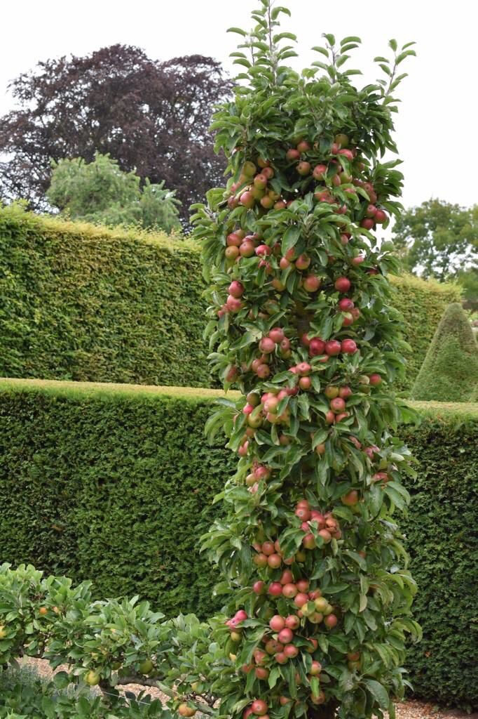 SUPER DWARF | Malus Domestica 'Polka' (Apple Polka – Columnar)