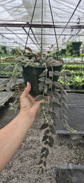 Columnea Gloriosa (Goldfish Plant)