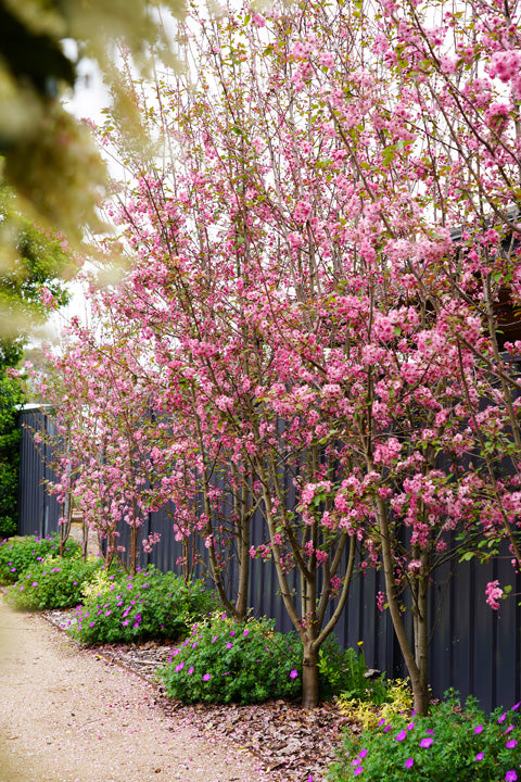 Malus yunnanensis 'Wychwood Ruby' (Wychwood Ruby Crab Apple)