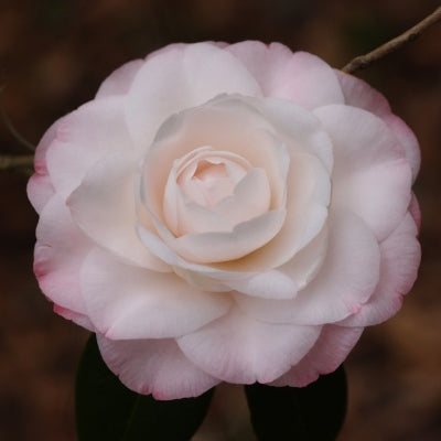 Camellia japonica ‘Commander Mulroy’ (Japanese Camellia)