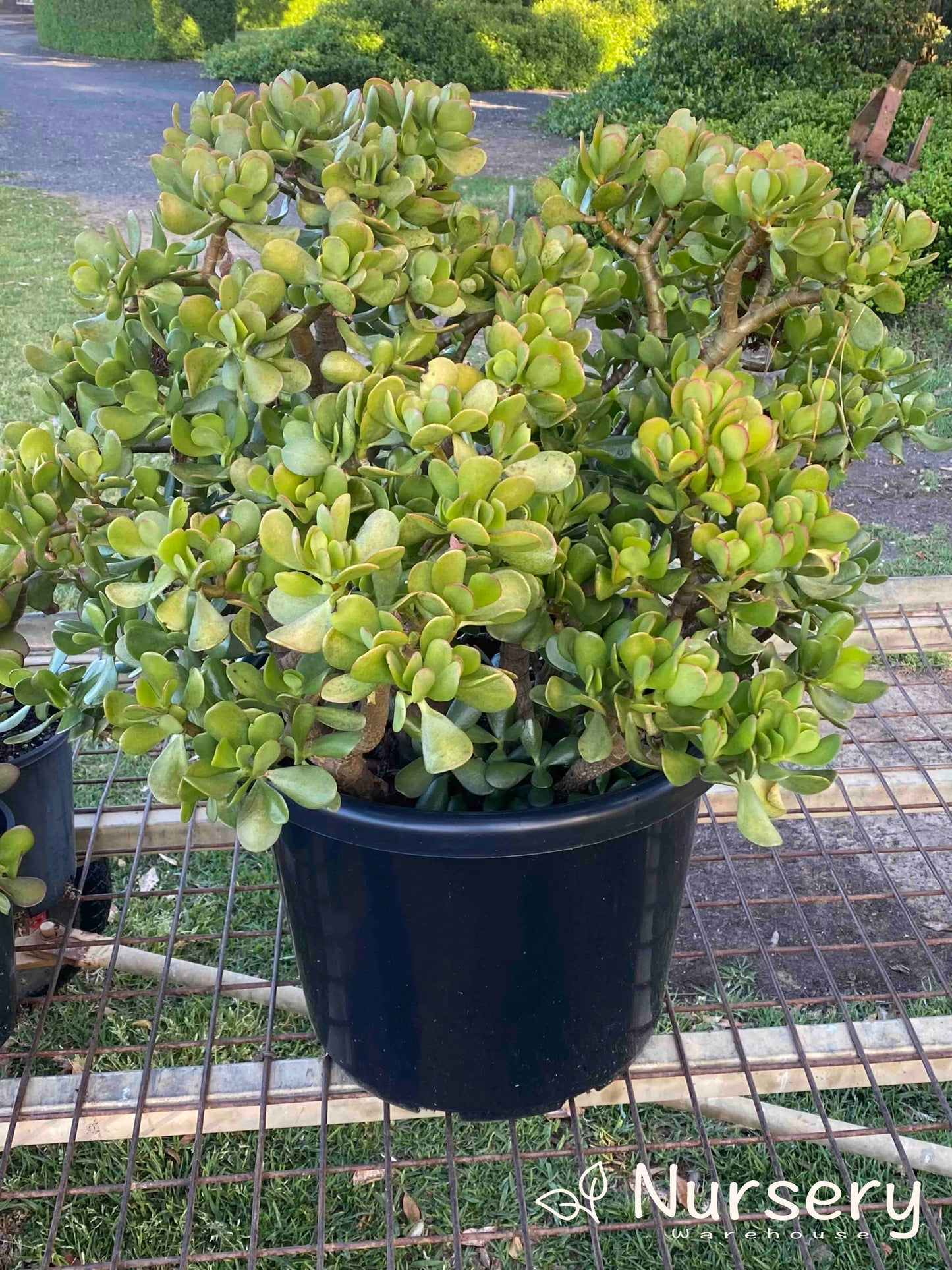 Crassula ovata 'Compacta' (Compact Jade Plant)